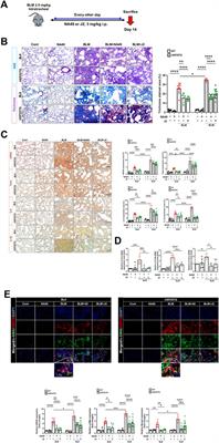 Drug like HSP27 cross linkers with chromenone structure ameliorates pulmonary fibrosis